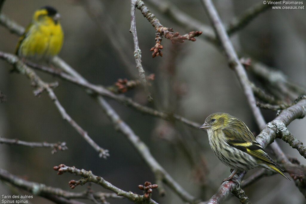 Eurasian Siskin