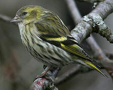 Eurasian Siskin