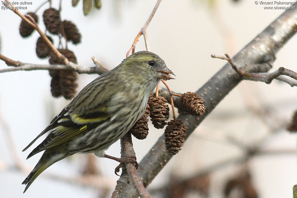 Eurasian Siskin