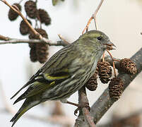 Eurasian Siskin