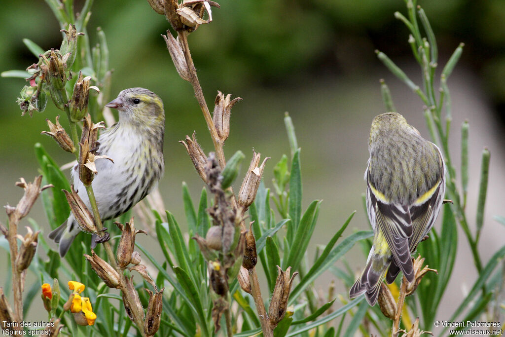 Eurasian Siskin