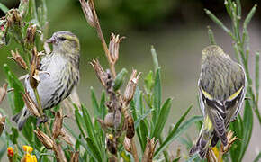 Eurasian Siskin