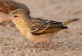 Southern Masked Weaver