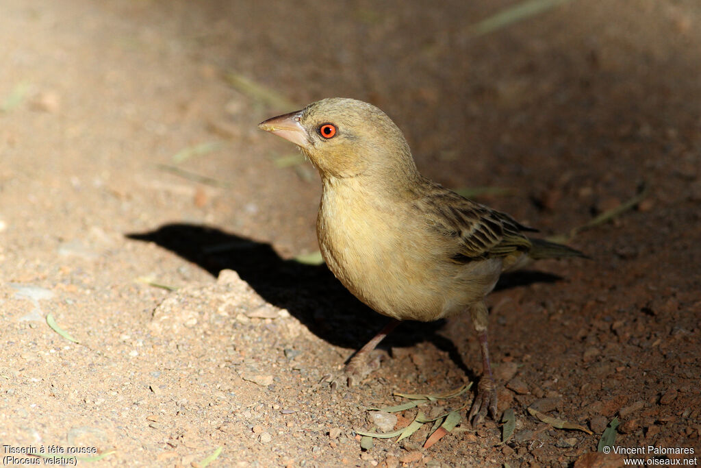 Southern Masked Weaver