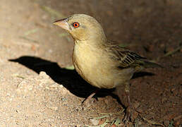 Southern Masked Weaver