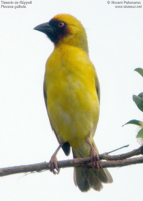 Rüppell's Weaver