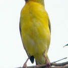 Tisserin de Rüppell