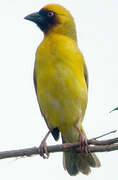 Rüppell's Weaver