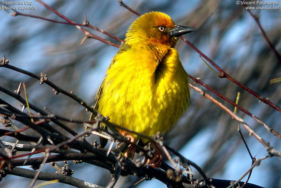 Cape Weaver