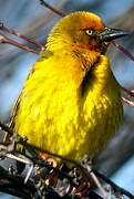 Cape Weaver