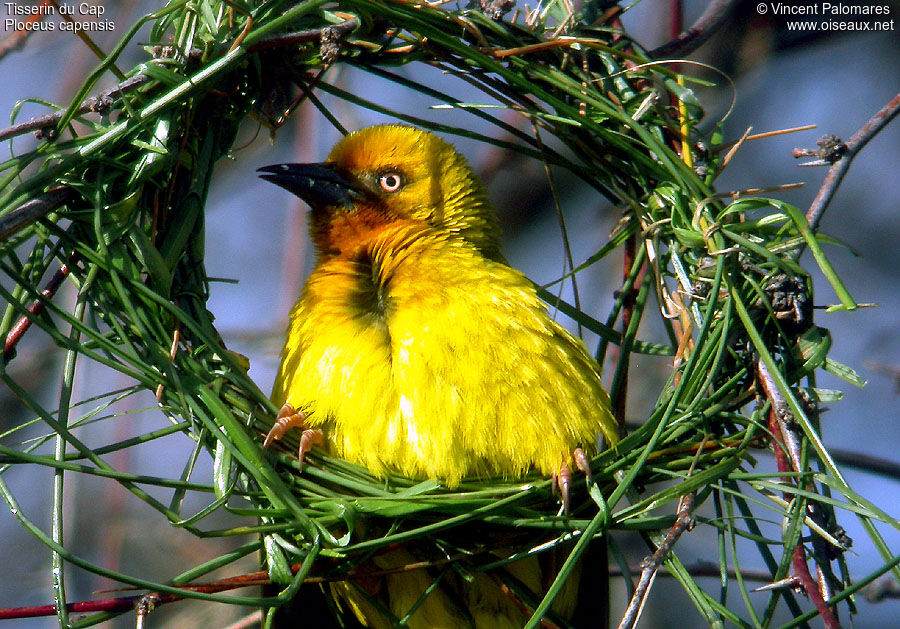 Cape Weaver