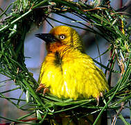 Cape Weaver