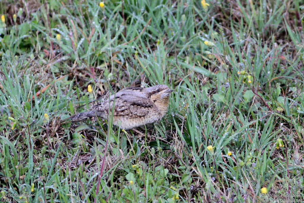 Eurasian Wryneck