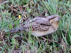 Eurasian Wryneck