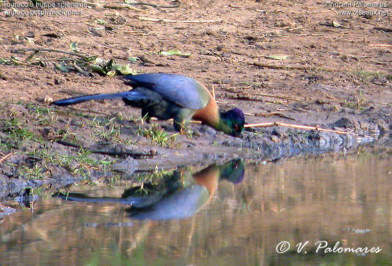 Purple-crested Turaco