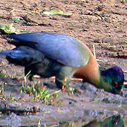 Purple-crested Turaco