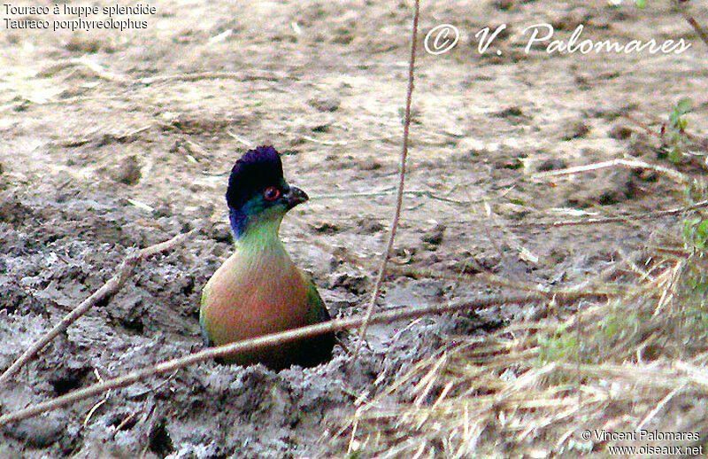 Purple-crested Turaco