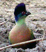 Purple-crested Turaco