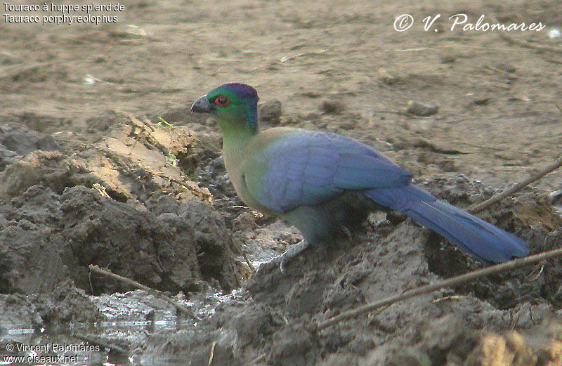 Purple-crested Turaco