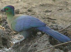 Purple-crested Turaco