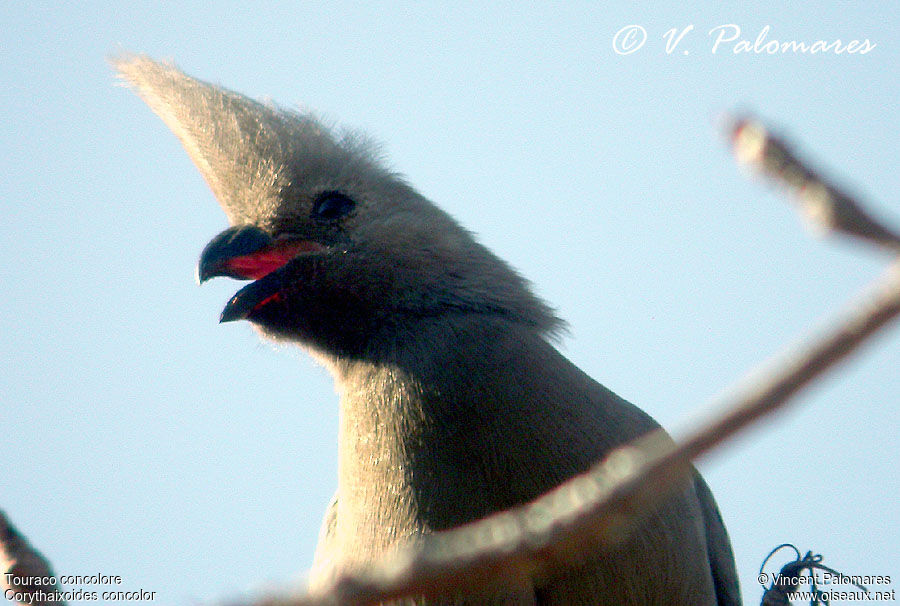 Grey Go-away-bird