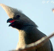 Grey Go-away-bird