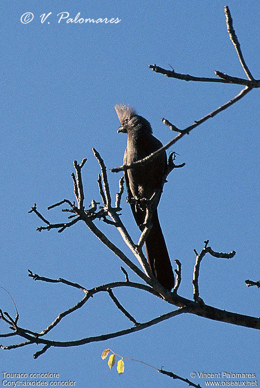 Grey Go-away-bird