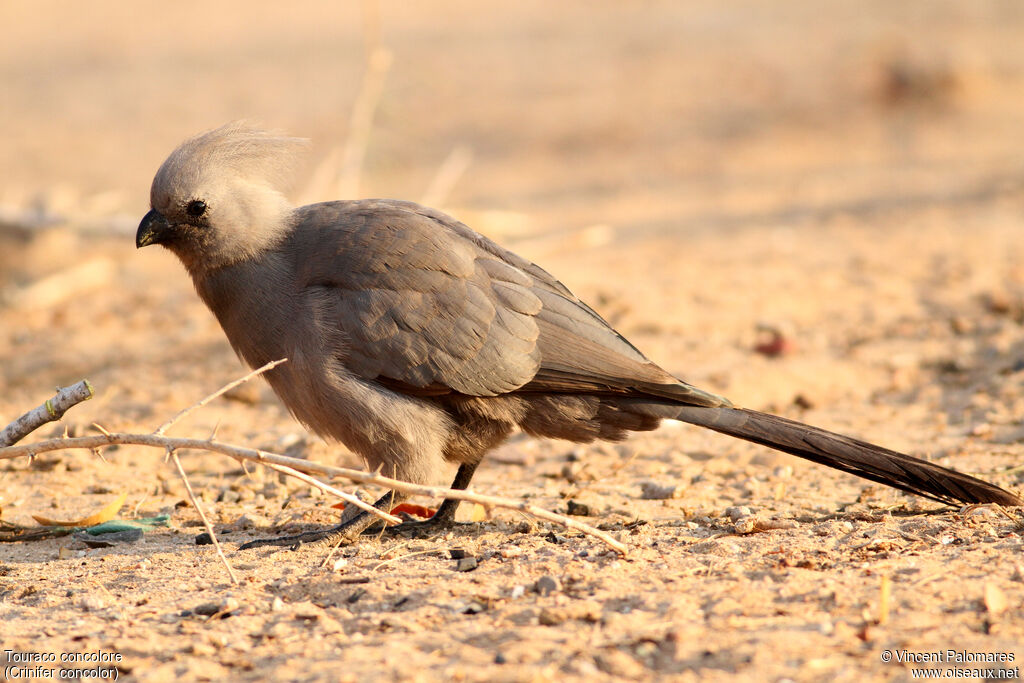 Grey Go-away-bird