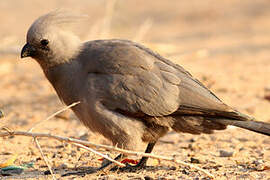 Grey Go-away-bird