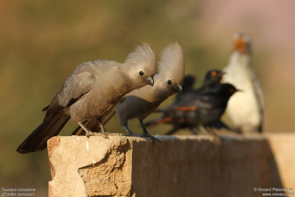 Grey Go-away-bird