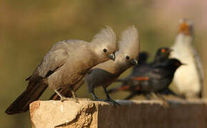 Grey Go-away-bird