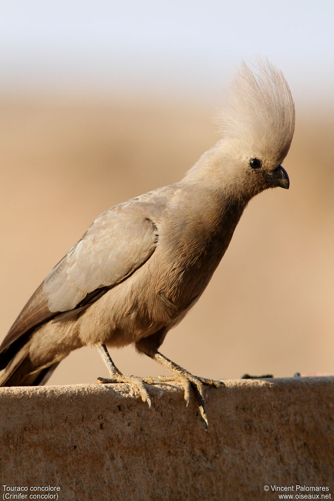 Grey Go-away-bird