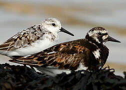 Ruddy Turnstone