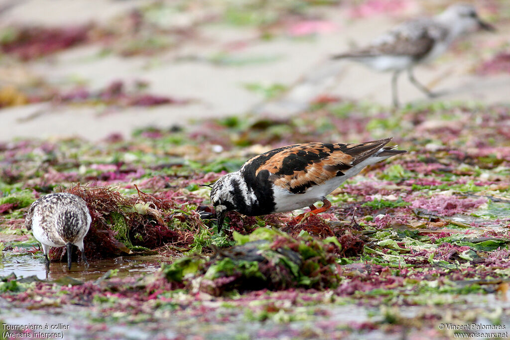 Ruddy Turnstone