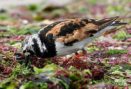 Ruddy Turnstone