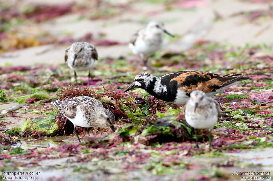 Ruddy Turnstone