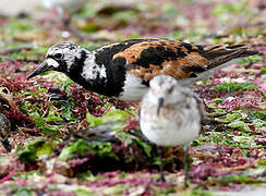 Ruddy Turnstone