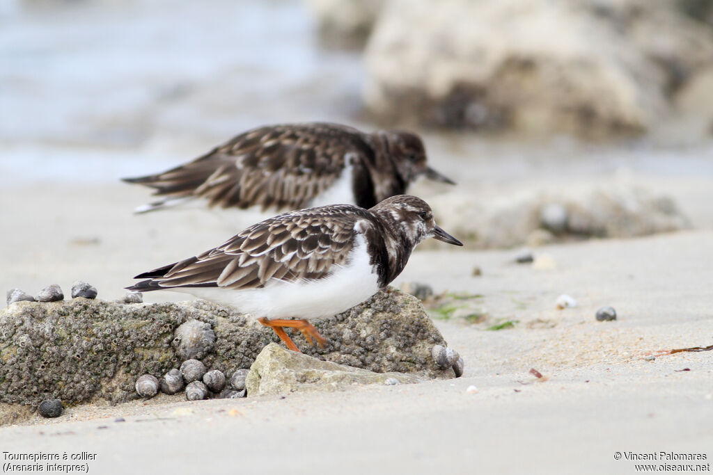 Ruddy Turnstone