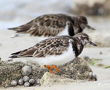 Ruddy Turnstone