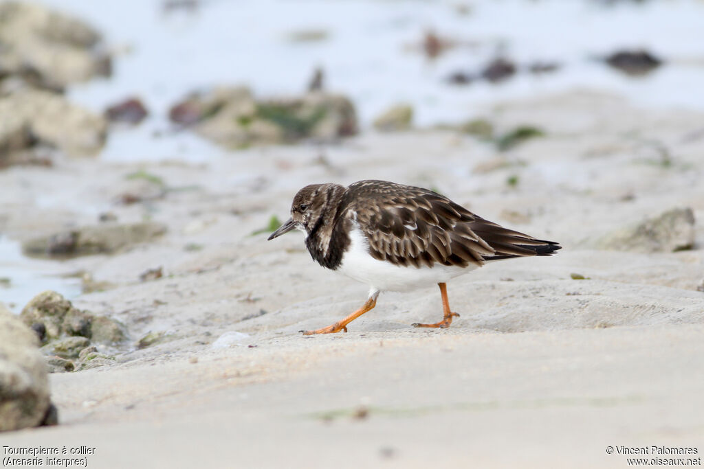 Ruddy Turnstone