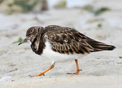 Ruddy Turnstone