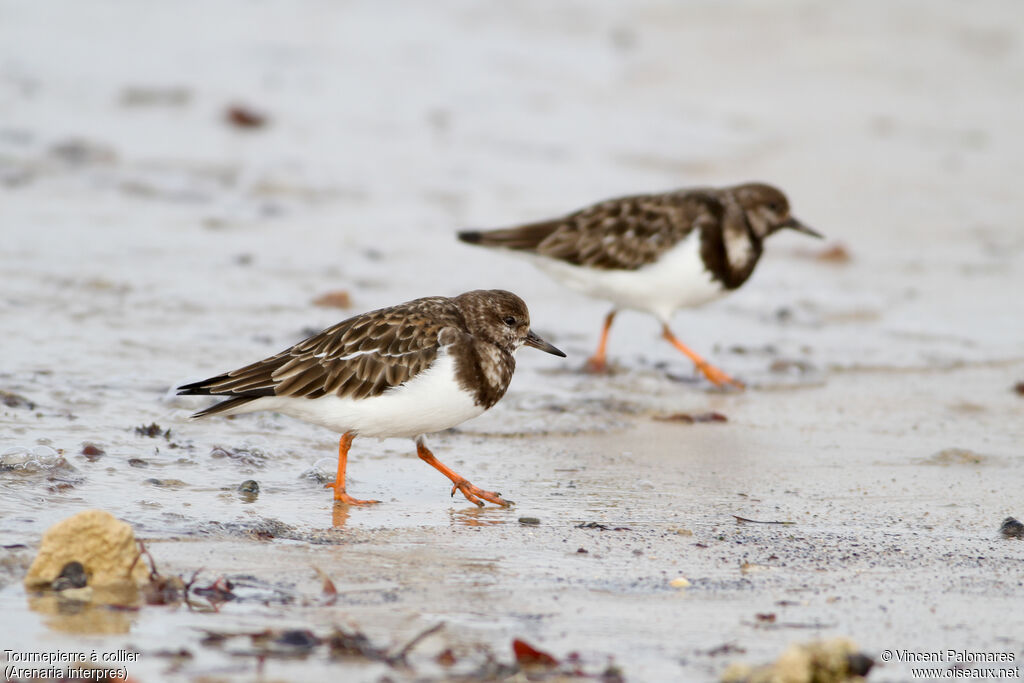 Ruddy Turnstone