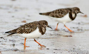 Ruddy Turnstone