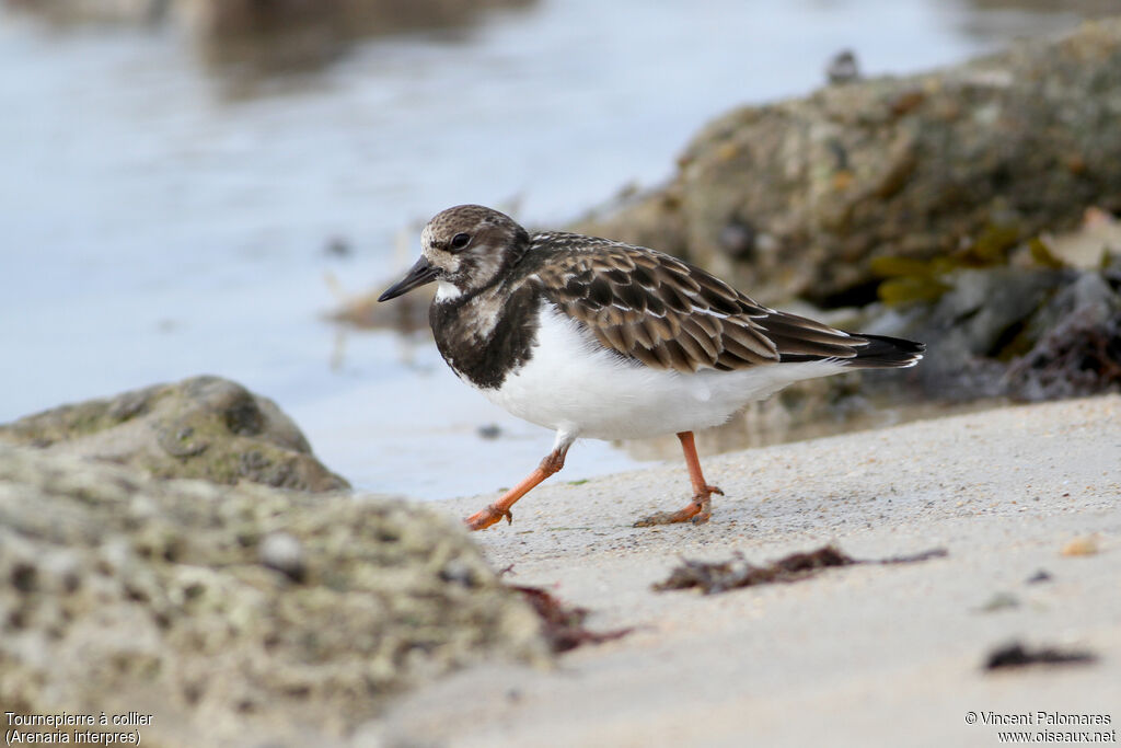 Ruddy Turnstone