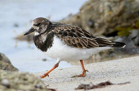 Ruddy Turnstone