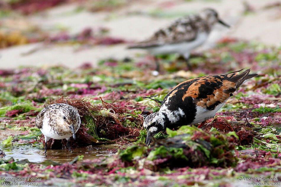 Ruddy Turnstone