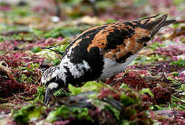 Ruddy Turnstone