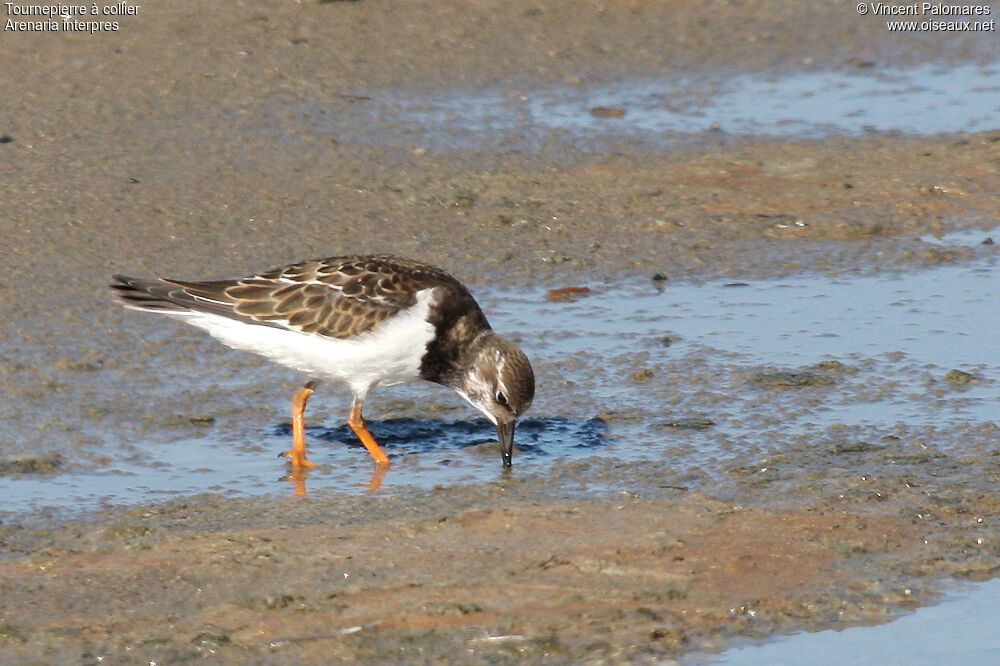 Ruddy Turnstone