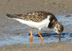 Ruddy Turnstone