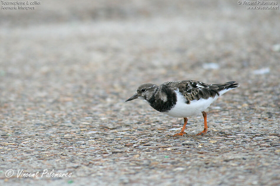 Ruddy Turnstone